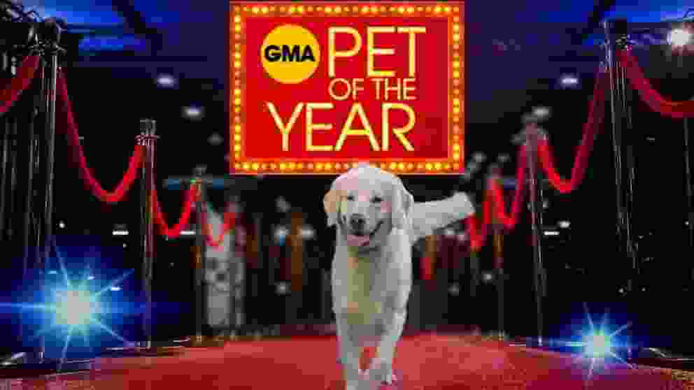 GMA-Pet-of-The-Year-Contest