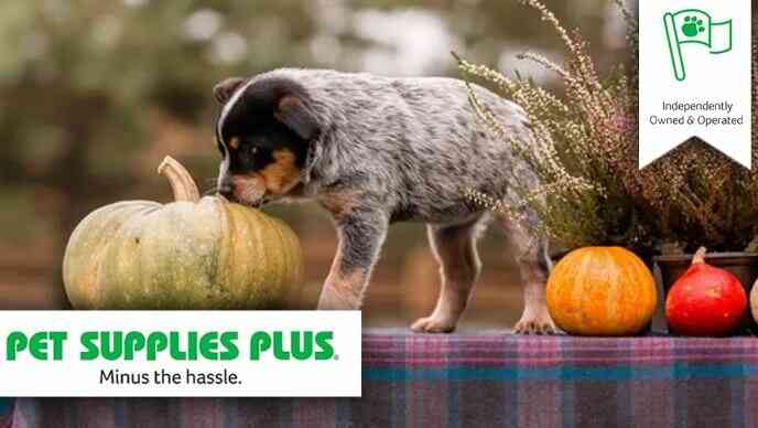 KY3-Pet-of-The-Month-Contest