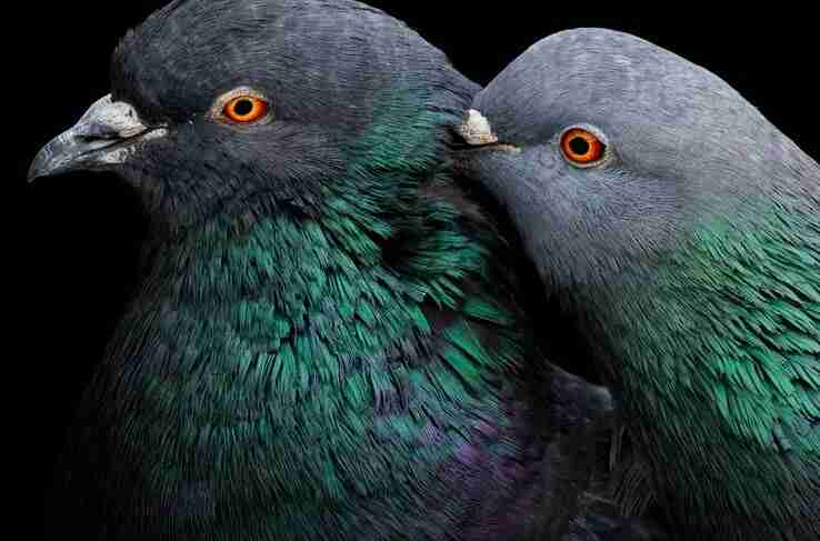 Audubon-Photo-Contest